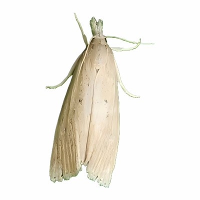 Azijos ryžių gręžinio feromonų spąstai